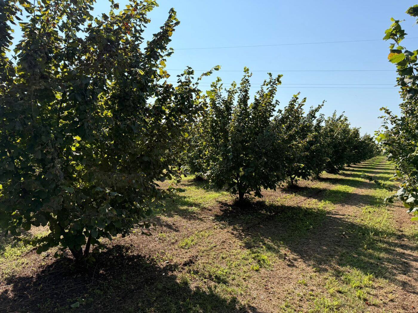 Filari del noccioleto a fine estate