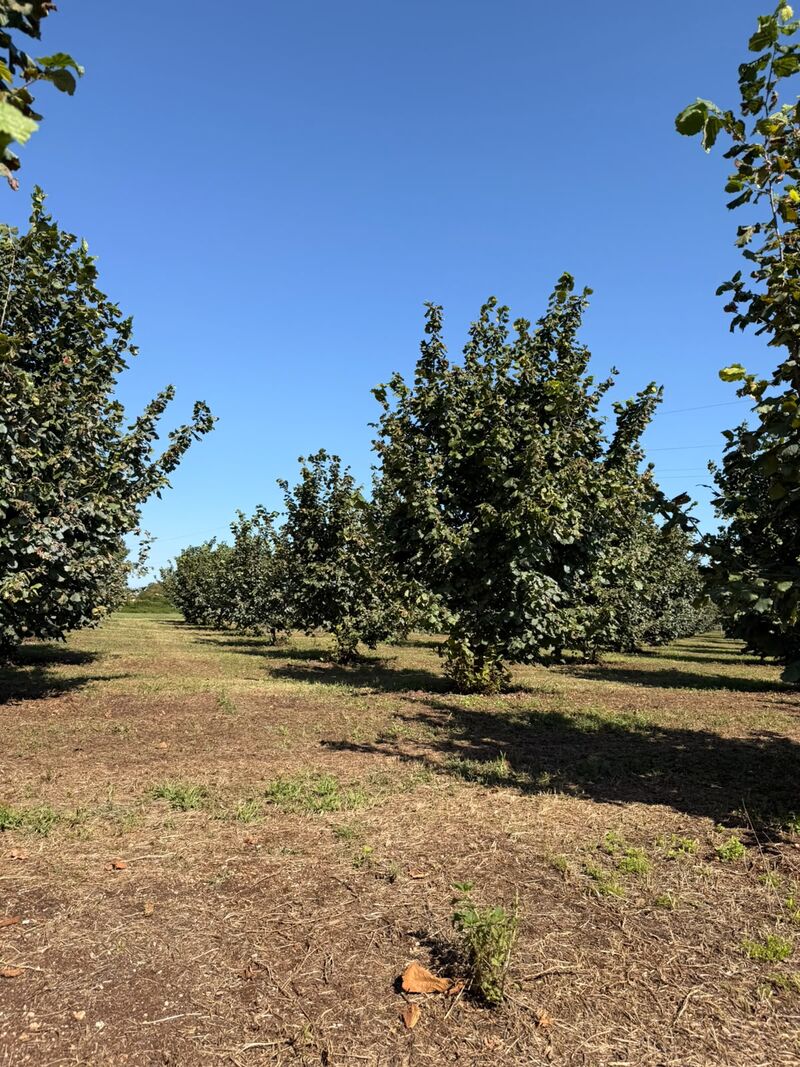 Nocciole mature sulla pianta